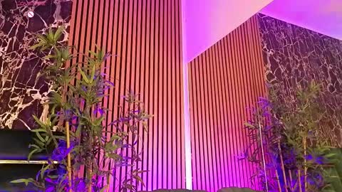 Kara online show from March 8, 2:04 am