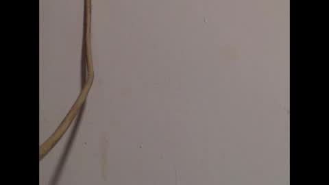 roxanawillts online show from September 29, 1:05 am