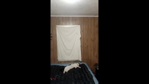 DestinyMagick online show from February 3, 7:46 am