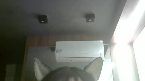 skinnykittencam online show from May 26, 9:23 pm