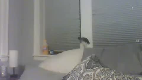 Amber White online show from February 10, 10:33 am