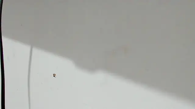 Kimberly thompsom online show from December 6, 9:29 pm