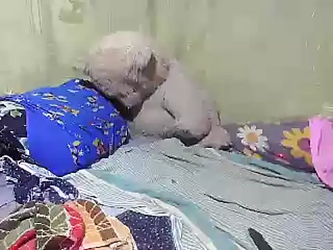 Snapshot of Alora-shine chatting on February 18, 9:21 am Alora-shine online show from February 18, 9:21 am